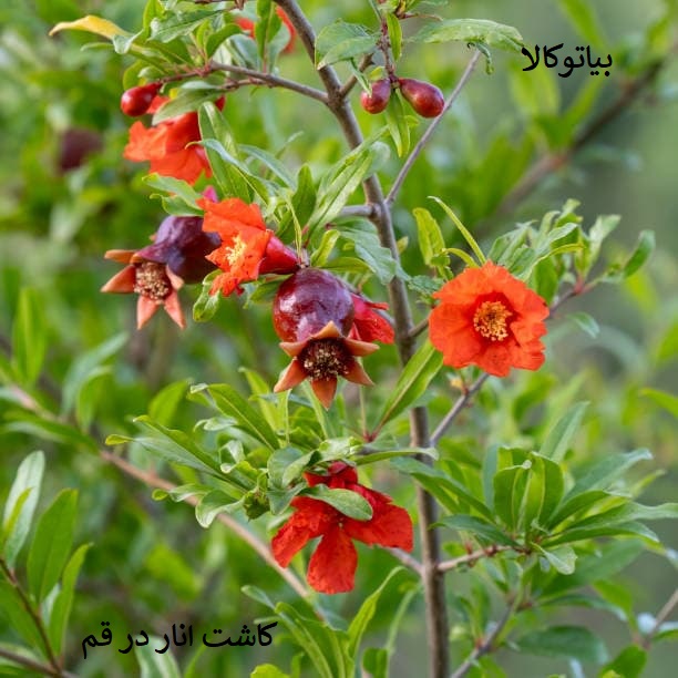 کاشت انار در قم